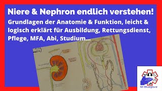 PRÜFUNGSSTOFF Niere amp Nephron Lernvideo einfach amp ausführlich erklärt Rettung Pflege Medi amp Co [upl. by Kahler]