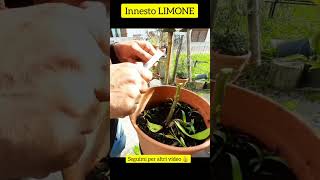 Innesto limone [upl. by Bethel]