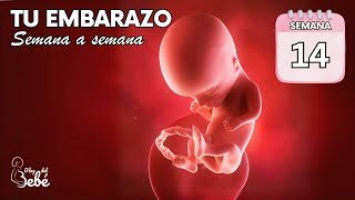 ❤️ Semana 14 de embarazo 🤰 Síntomas consejos y desarrollo del bebé  El embarazo semana a semana [upl. by Hagen]