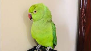 parrot saying funny things best video [upl. by Heda]