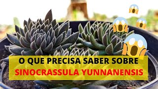 QUAIS CUIDADOS DEVO TER COM A SUCULENTA SINOCRASSULA YUNNANENSIS RESPONDIDO âœ… [upl. by Edgell]