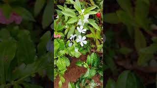 Plumbago auriculataflowers neelakoduveliനീലകൊടുവേലിlightblueflowerflowersnature gardenplant [upl. by Llorrad]