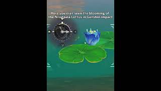 Have you ever seen the blooming of the Nilotpala Lottus in Genshin impactgenshinimpact51 genshin [upl. by Anayaran306]