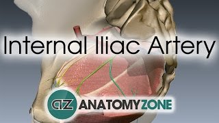 Internal Iliac Artery [upl. by Nerradal208]