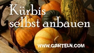 Kürbis anbauen [upl. by Frantz]