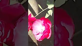 The rose of my garden edit [upl. by Monteith]