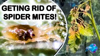 SPIDER MITES ON HYDROPONIC TOMATO PLANTS [upl. by Ahsinehs565]