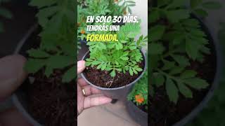 Aprende a plantar tagetes en macetas y disfruta de sus beneficios [upl. by Winifred820]