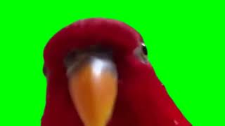 red bird laughing meme green screen [upl. by Freda]