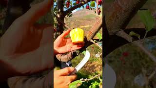 Sweet nutritious apples🍅🥝🍏shorts fruit shortvideo [upl. by Yatnoj345]