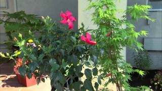 How to Create Your Own Landscape Garden [upl. by Sender]