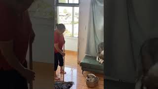 Dog funny pets cuteanimals dog funnyvideo [upl. by Nageek]