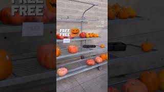 Free Pumpkin at Fortinos 60 Quarry Edge Dr Brampton ON L6V 4K2 halloween canada🇨🇦 brampton [upl. by Ogu]