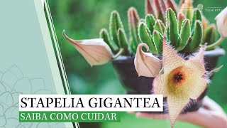 Stapelia gigantea  SAIBA COMO CUIDAR [upl. by Ativ]