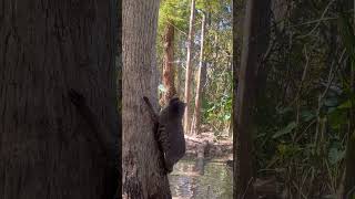 Feeding The Lakefront Raccoons [upl. by Burn]