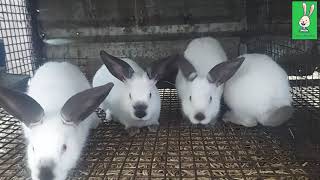 Californian rabbit weaners [upl. by Roderich]