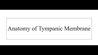 Anatomy of Tympanic Membrane [upl. by Hindu]