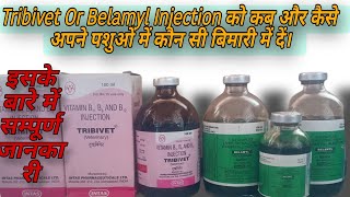 Tribivet injection vs Belamyl injection apne pashuon me kaise🔥🔥 upyog kren cow buffalo farming [upl. by Esidnak660]