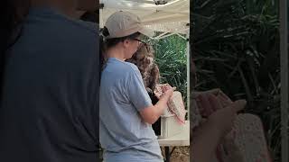 Nicole Shows Healed Fractured Wing on Great Horned Owl Noname Nature Fest Oakland Nature Preserve [upl. by Cirederf123]