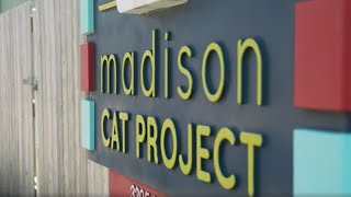 Madison Cat Project [upl. by Eednus]