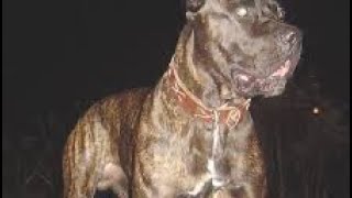 AMERICAN BANDOG AND BANDOGGE MASTIFFS TO MAKE PURE BRED DOG YOU HAVE LINEBREED AND INBREED [upl. by Doniv]