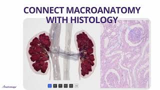 Renal Physiology [upl. by Jauch359]