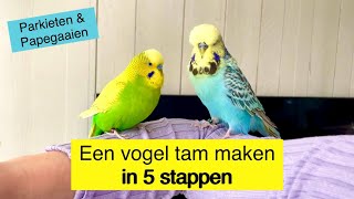 Een vogel tam maken in 5 stappen  Parkiet amp Papegaai [upl. by Ahtram]