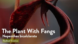 The Plant With Fangs Nepenthes bicalclarata [upl. by Mayrim]