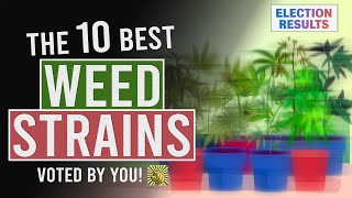 The 10 BEST WEED Strains Voted for by YOU [upl. by Aisyle]