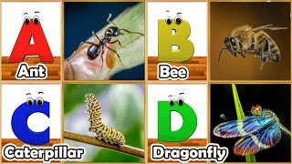 Abc Insect Song  A to Z Insects Song  Insects Alphabet song  Phonics for Kids [upl. by Deehahs]