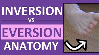 Inversion and Eversion of the Foot Ankle  Body Movement Terms Anatomy [upl. by Mollee]