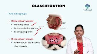 Discover the wonders of Salivary Glands 🦷💧 [upl. by Ellerahc480]