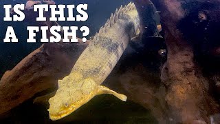 Alligator Dinosaur Lizard Fish A Profile Of The Bichir My New Favorite Aquarium Fish [upl. by Yee369]