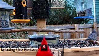 247 Charleston SC Live Bird Cam [upl. by Yraht304]