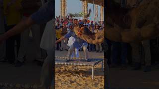 Pushkar Fair 2023  Pushkar Camel Parade  Rajasthan Festival pushkarfair camelparade rajasthan [upl. by Mcnamara986]