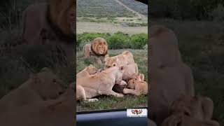 Powerful Lion Pride Brings Down Warthog  WARNING this video may be disturbing to some viewers [upl. by Nitsreik]