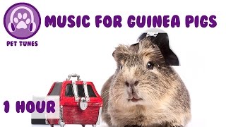 1 Hour of Calming Relaxation Music for Guinea Pigs Guinea Pig Music to Relax Your Pets [upl. by Etna]