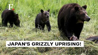 BearPocalypse In Japan Residents on Edge Amidst RecordHigh Bear Attacks [upl. by Nooj]