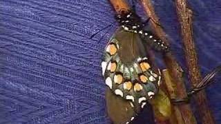 Pipevine Swallowtail Butterfly emerges timelapse [upl. by Augie]