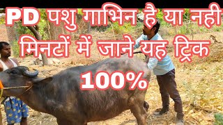 पशु की जांच PD कैसे करे पशु गाभिन है या नही Pregnant Diagnosis in animals [upl. by Honorine]