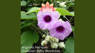 Argyreia Nervosa  Hawaiian Baby Woodrose [upl. by Lewanna]