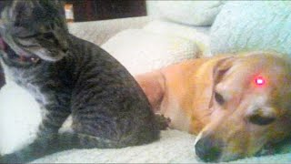 Dog and Cat Reaction to Laser Pointers  Funny Animal Reaction Videos [upl. by Lleznov]