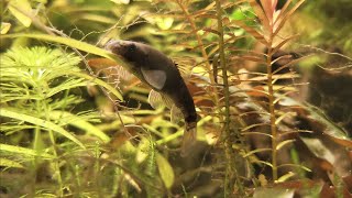 Doctor Fish eating Algae [upl. by Minica]