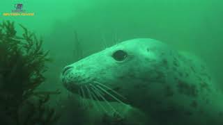 Lundy Island  scuba diving with seals September 2020 [upl. by Notselrahc]