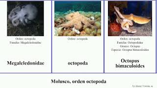 Molusco orden octopoda octopus pacifica rojo argo vulgaris mollusca gracilis ocellatus aculeatus [upl. by Farmer]