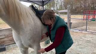 Girthing Placement  How to Measure amp Where to Buckle Your Freeform Treeless Saddle [upl. by Daffodil326]