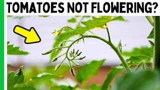 3 Reasons Your Tomatoes Arent Flowering or Fruiting [upl. by Ellehcram978]