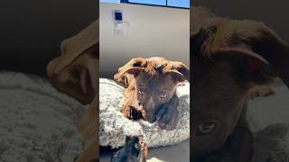 My teething puppy picks his chews pt 4 puppyteething puppy rawfeddog dogmom viral puppytips [upl. by Enaelem]