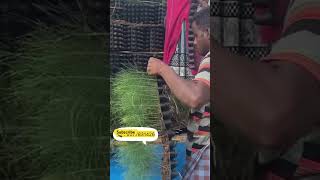 Casuarina savukka for sale 🌱🚚 casuarina savukkuonline savukkushorts agriculture [upl. by Ibmat]