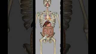 Digestive system digestion degree mouth bones biology human video song anatomy nursing [upl. by Reisch]